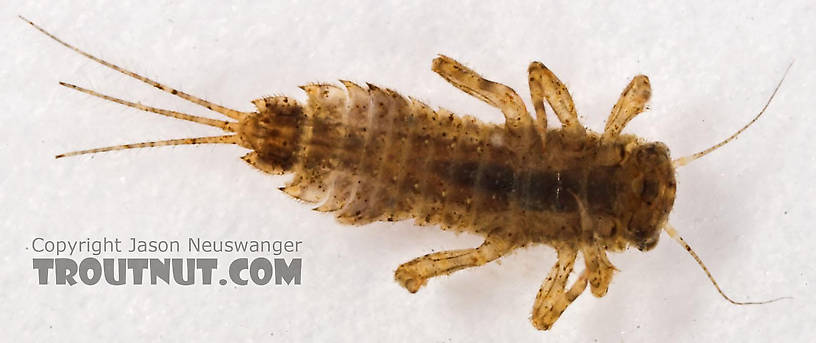 Eurylophella (Chocolate Duns) Mayfly Nymph from Cascadilla Creek in New York