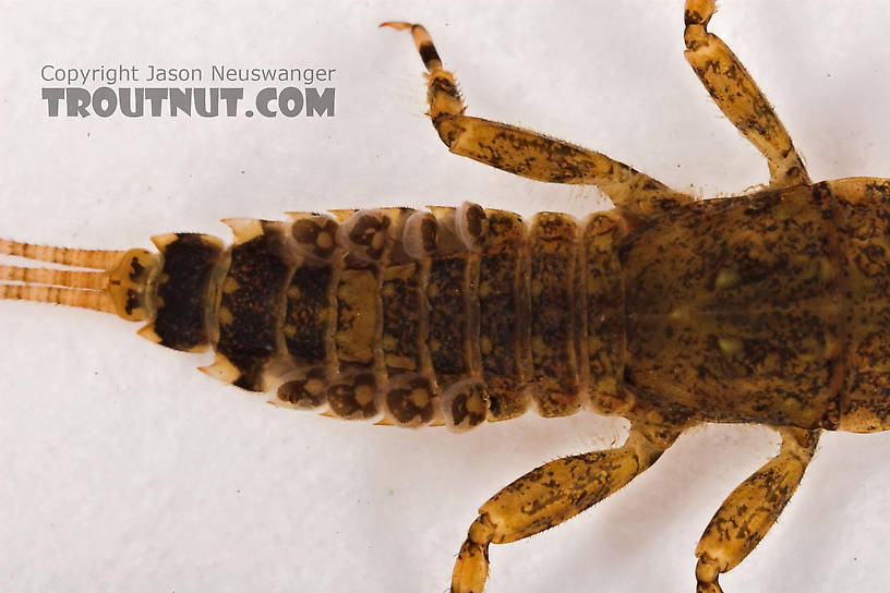 Ephemerella invaria (Sulphur Dun) Mayfly Nymph from Cascadilla Creek in New York