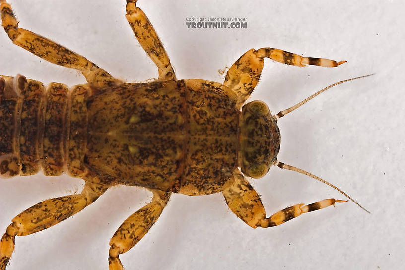 Ephemerella invaria (Sulphur Dun) Mayfly Nymph from Cascadilla Creek in New York