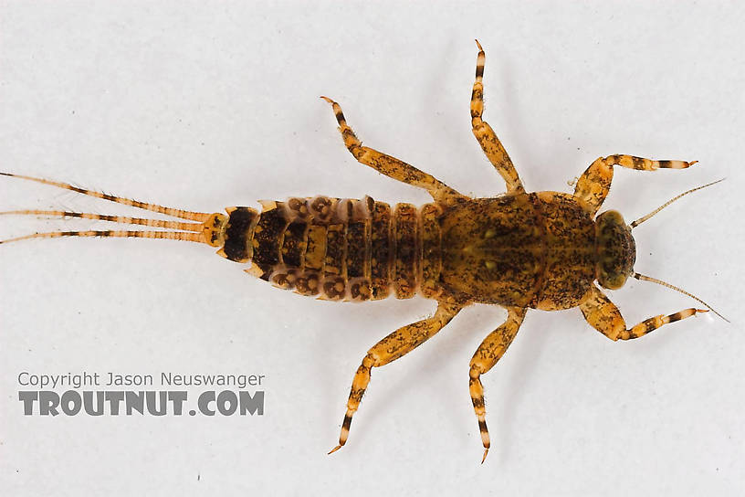 Ephemerella invaria (Sulphur Dun) Mayfly Nymph from Cascadilla Creek in New York