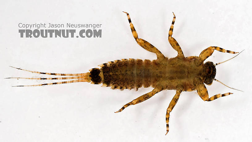 Ephemerella invaria (Sulphur Dun) Mayfly Nymph from Cascadilla Creek in New York