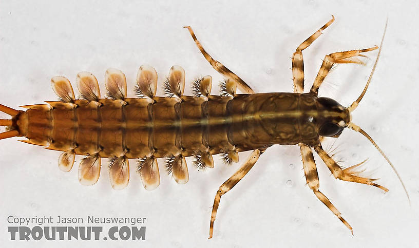 Isonychia bicolor (Mahogany Dun) Mayfly Nymph from Cascadilla Creek in New York