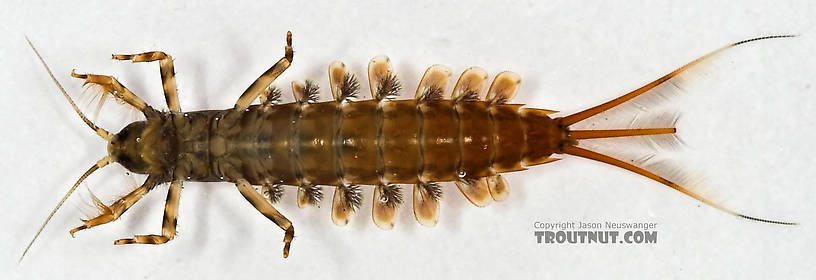 Isonychia bicolor (Mahogany Dun) Mayfly Nymph from Cascadilla Creek in New York