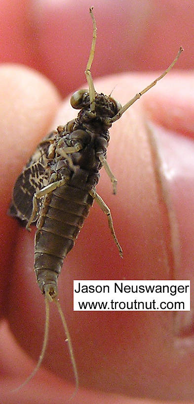 Male Baetisca laurentina (Armored Mayfly) Mayfly Dun from the Namekagon River in Wisconsin