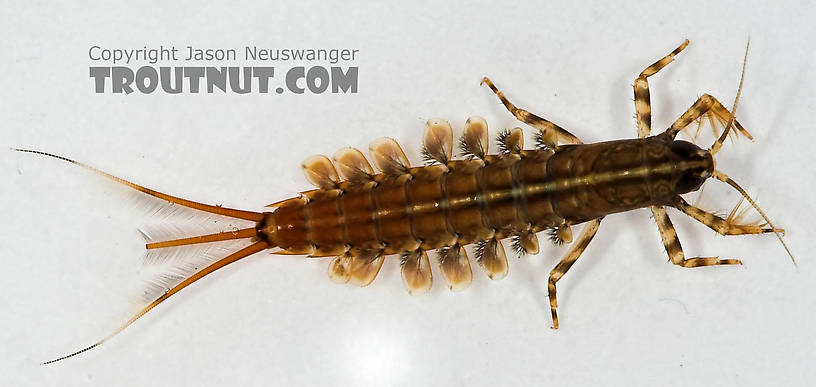 Isonychia bicolor (Mahogany Dun) Mayfly Nymph from Cascadilla Creek in New York