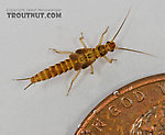 Capniidae (Snowflies) Stonefly Nymph