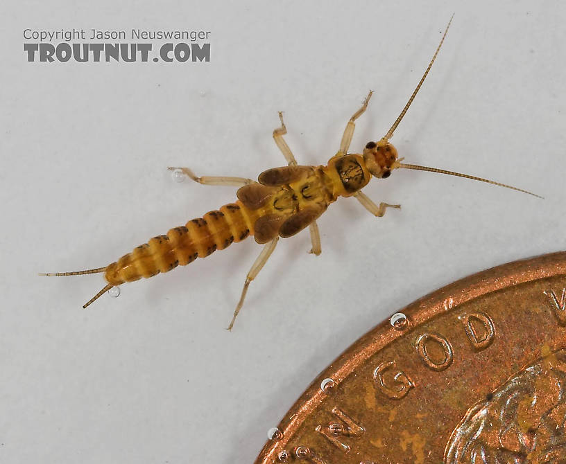 Capniidae (Snowflies) Stonefly Nymph from Cascadilla Creek in New York