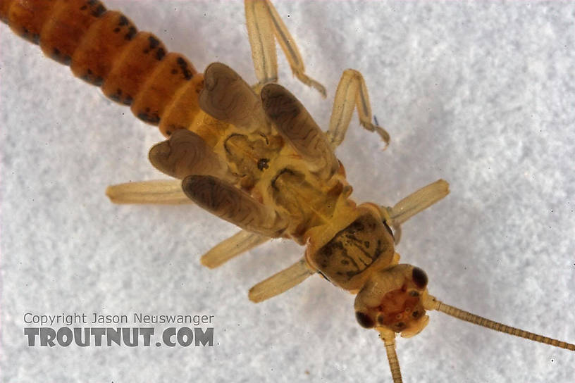 Capniidae (Snowflies) Stonefly Nymph from Cascadilla Creek in New York