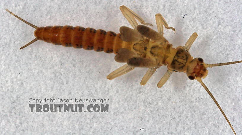 Capniidae (Snowflies) Stonefly Nymph from Cascadilla Creek in New York