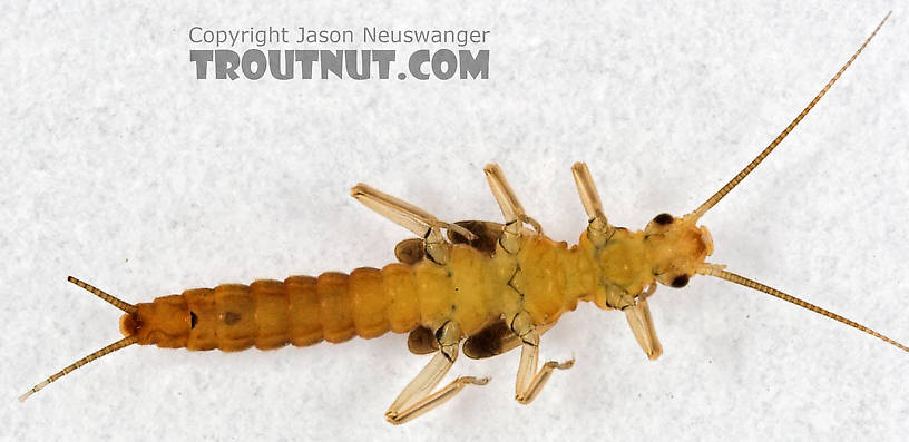 Capniidae (Snowflies) Stonefly Nymph from Cascadilla Creek in New York