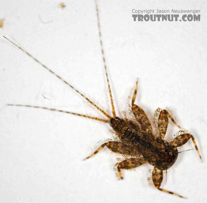 Maccaffertium (March Browns and Cahills) Mayfly Nymph from Cascadilla Creek in New York