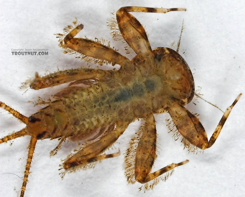 Maccaffertium (March Browns and Cahills) Mayfly Nymph from Cascadilla Creek in New York