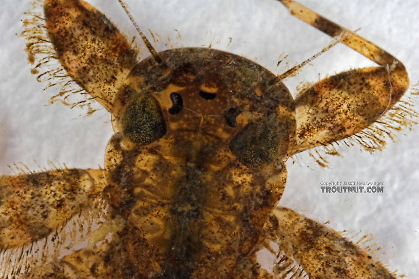 Maccaffertium (March Browns and Cahills) Mayfly Nymph from Cascadilla Creek in New York