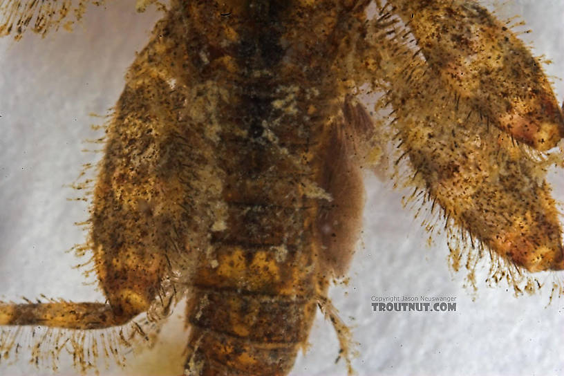 Maccaffertium (March Browns and Cahills) Mayfly Nymph from Cascadilla Creek in New York