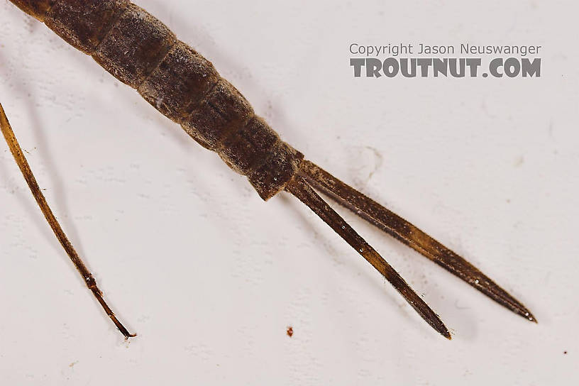 Calopteryx Damselfly Nymph from Fall Creek in New York