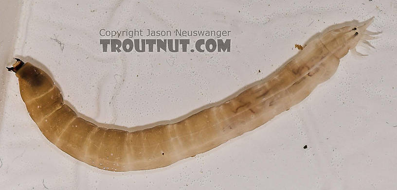 Pedicia albivitta (Giant Eastern Crane Fly) True Fly Larva from Fall Creek in New York