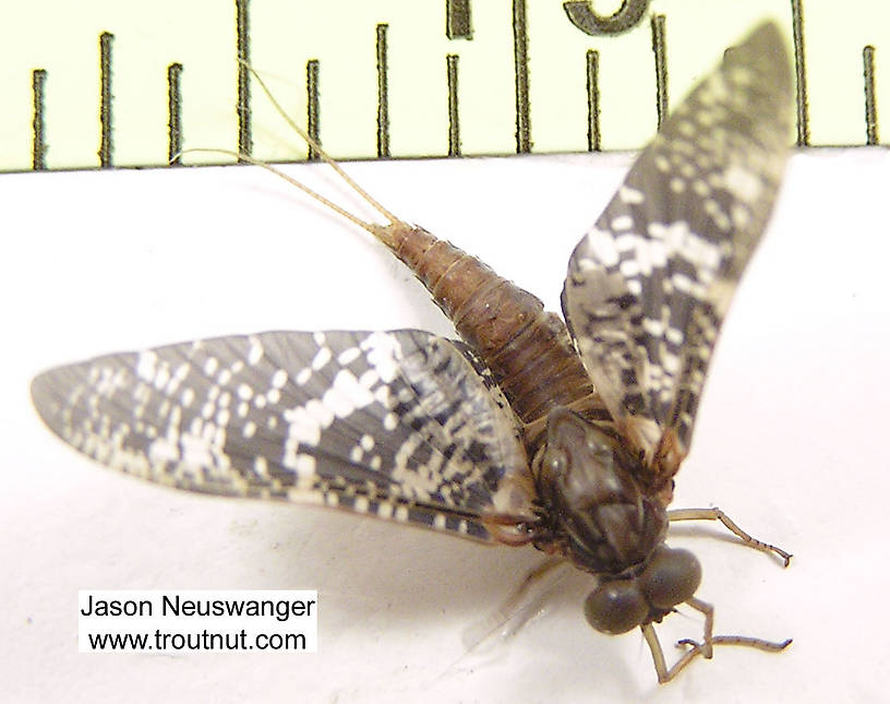 Male Baetisca laurentina (Armored Mayfly) Mayfly Dun from the Namekagon River in Wisconsin