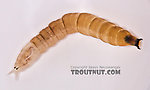 Pedicia albivitta (Giant Eastern Crane Fly) True Fly Larva