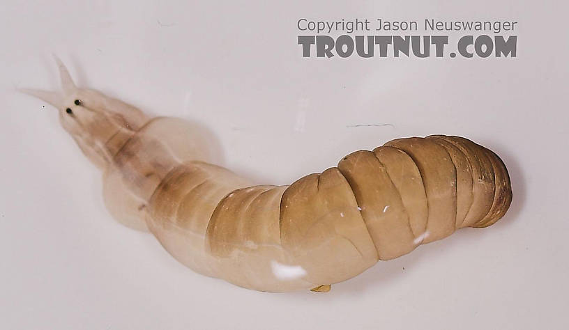 Pedicia albivitta (Giant Eastern Crane Fly) True Fly Larva from Fall Creek in New York