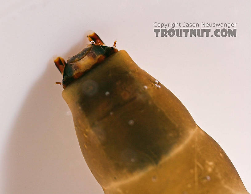 Pedicia albivitta (Giant Eastern Crane Fly) True Fly Larva from Fall Creek in New York