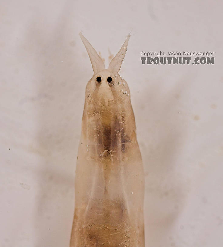 Pedicia albivitta (Giant Eastern Crane Fly) True Fly Larva from Fall Creek in New York