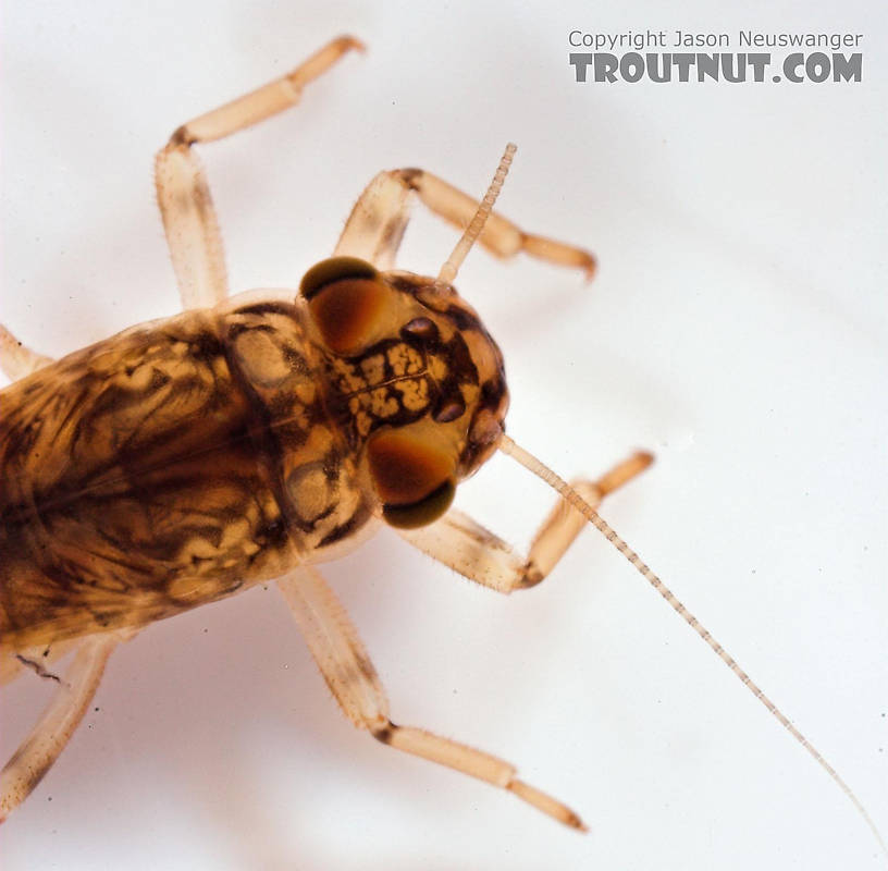 Leptophlebia cupida (Borcher Drake) Mayfly Nymph from Fall Creek in New York