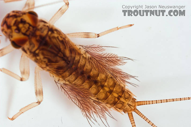 Leptophlebia cupida (Borcher Drake) Mayfly Nymph from Fall Creek in New York