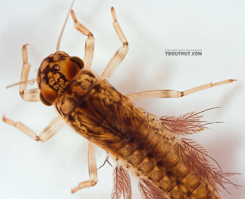 Leptophlebia cupida (Borcher Drake) Mayfly Nymph from Fall Creek in New York