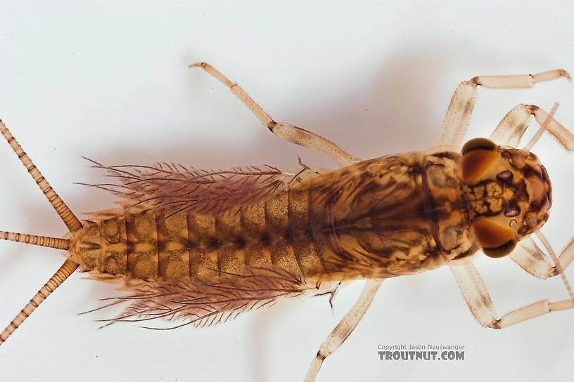 Leptophlebia cupida (Borcher Drake) Mayfly Nymph from Fall Creek in New York