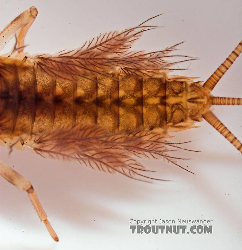 Leptophlebia cupida (Borcher Drake) Mayfly Nymph from Fall Creek in New York