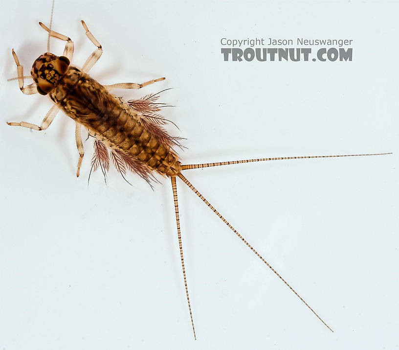 Leptophlebia cupida (Borcher Drake) Mayfly Nymph from Fall Creek in New York