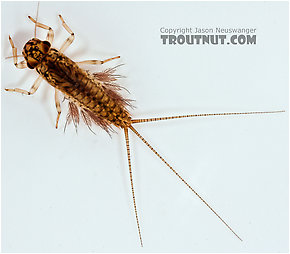 Leptophlebia cupida (Borcher Drake) Mayfly Nymph