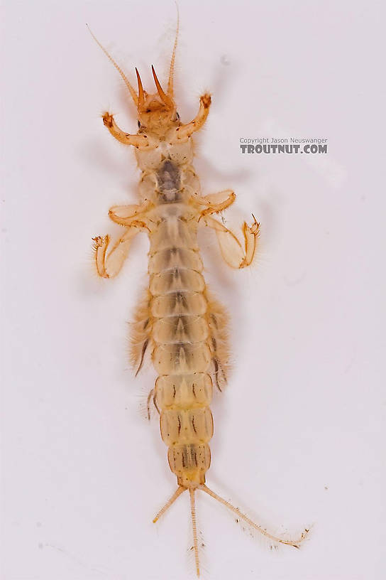 Ephemera varia (Yellow Drake) Mayfly Nymph from Fall Creek in New York