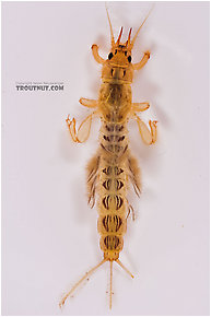 Ephemera varia (Yellow Drake) Mayfly Nymph