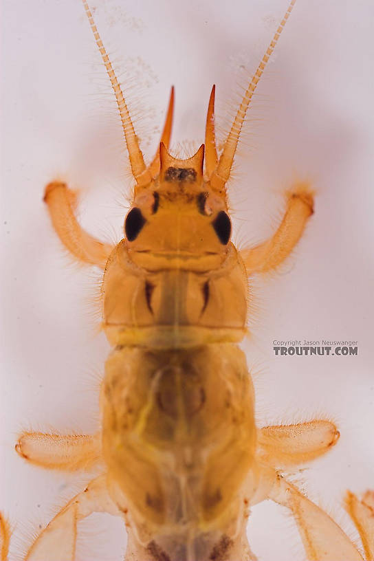 Ephemera varia (Yellow Drake) Mayfly Nymph from Fall Creek in New York