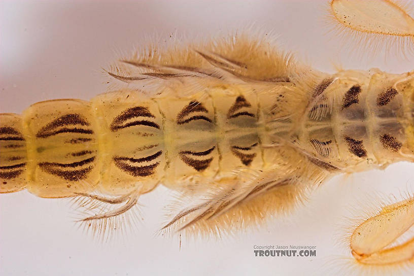 Ephemera varia (Yellow Drake) Mayfly Nymph from Fall Creek in New York