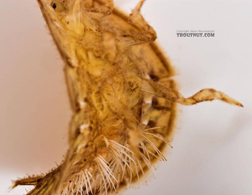 Psephenus (Water Pennies) Beetle Larva from Fall Creek in New York