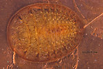 Psephenus (Water Pennies) Beetle Larva