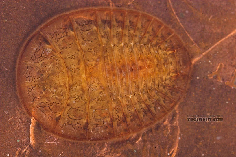 Here's a "water penny" (a Psephenidae beetle larva) crawling around on a real penny.  Psephenus (Water Pennies) Beetle Larva from Fall Creek in New York