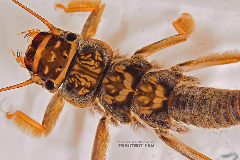 Acroneuria abnormis (Golden Stone) Stonefly Nymph from Fall Creek in New York