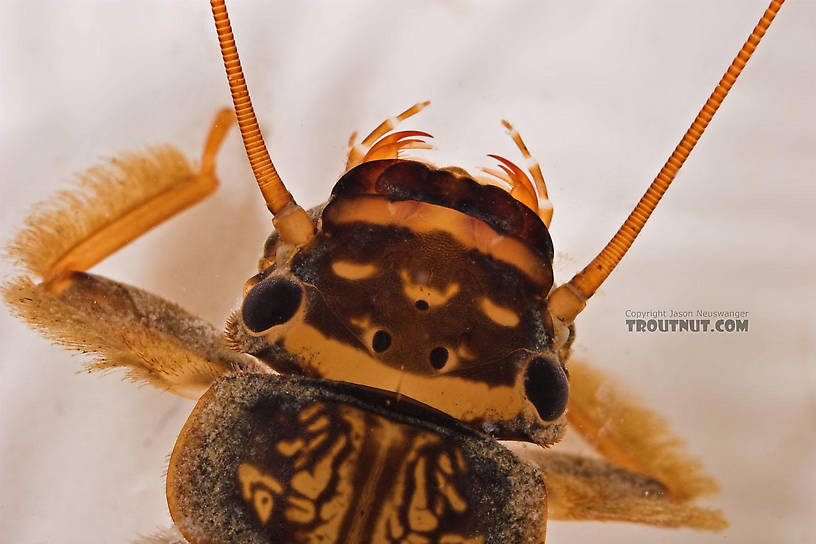 Acroneuria abnormis (Golden Stone) Stonefly Nymph from Fall Creek in New York