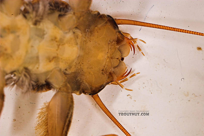 Acroneuria abnormis (Golden Stone) Stonefly Nymph from Fall Creek in New York