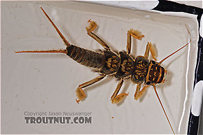 Acroneuria abnormis (Golden Stone) Stonefly Nymph