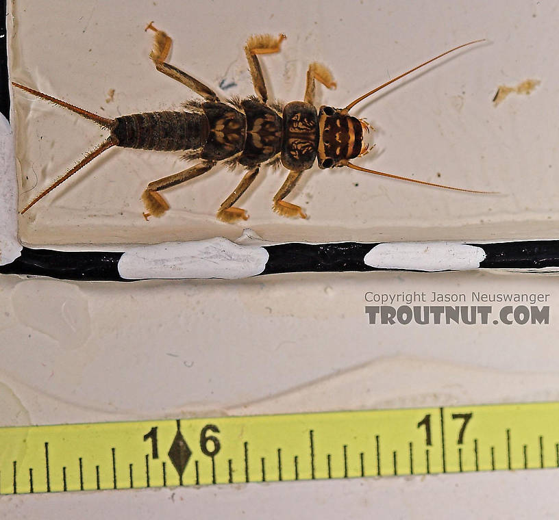 Acroneuria abnormis (Golden Stone) Stonefly Nymph from Fall Creek in New York