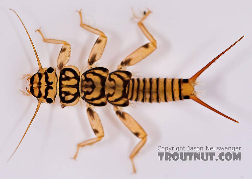 Agnetina capitata (Golden Stone) Stonefly Nymph from Salmon Creek in New York