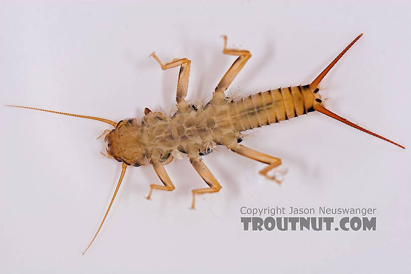 Agnetina capitata (Golden Stone) Stonefly Nymph from Salmon Creek in New York