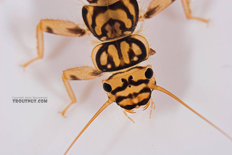 Agnetina capitata (Golden Stone) Stonefly Nymph from Salmon Creek in New York