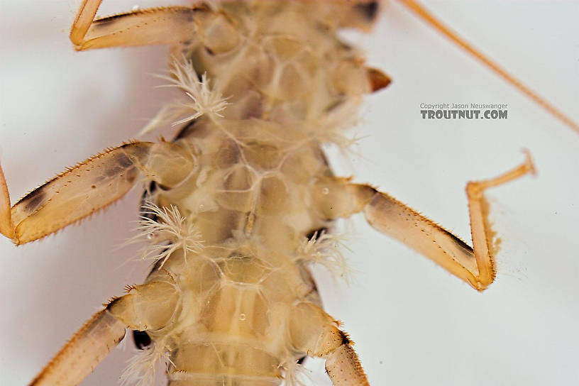 Agnetina capitata (Golden Stone) Stonefly Nymph from Salmon Creek in New York