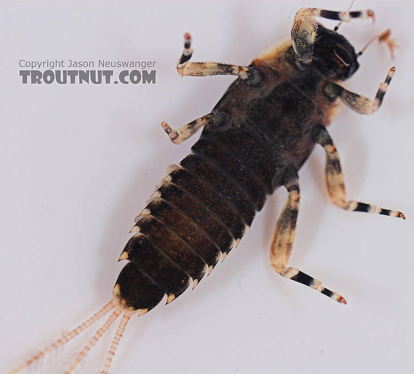 Ephemerella subvaria (Hendrickson) Mayfly Nymph from Salmon Creek in New York