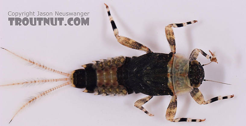 Ephemerella subvaria (Hendrickson) Mayfly Nymph from Salmon Creek in New York